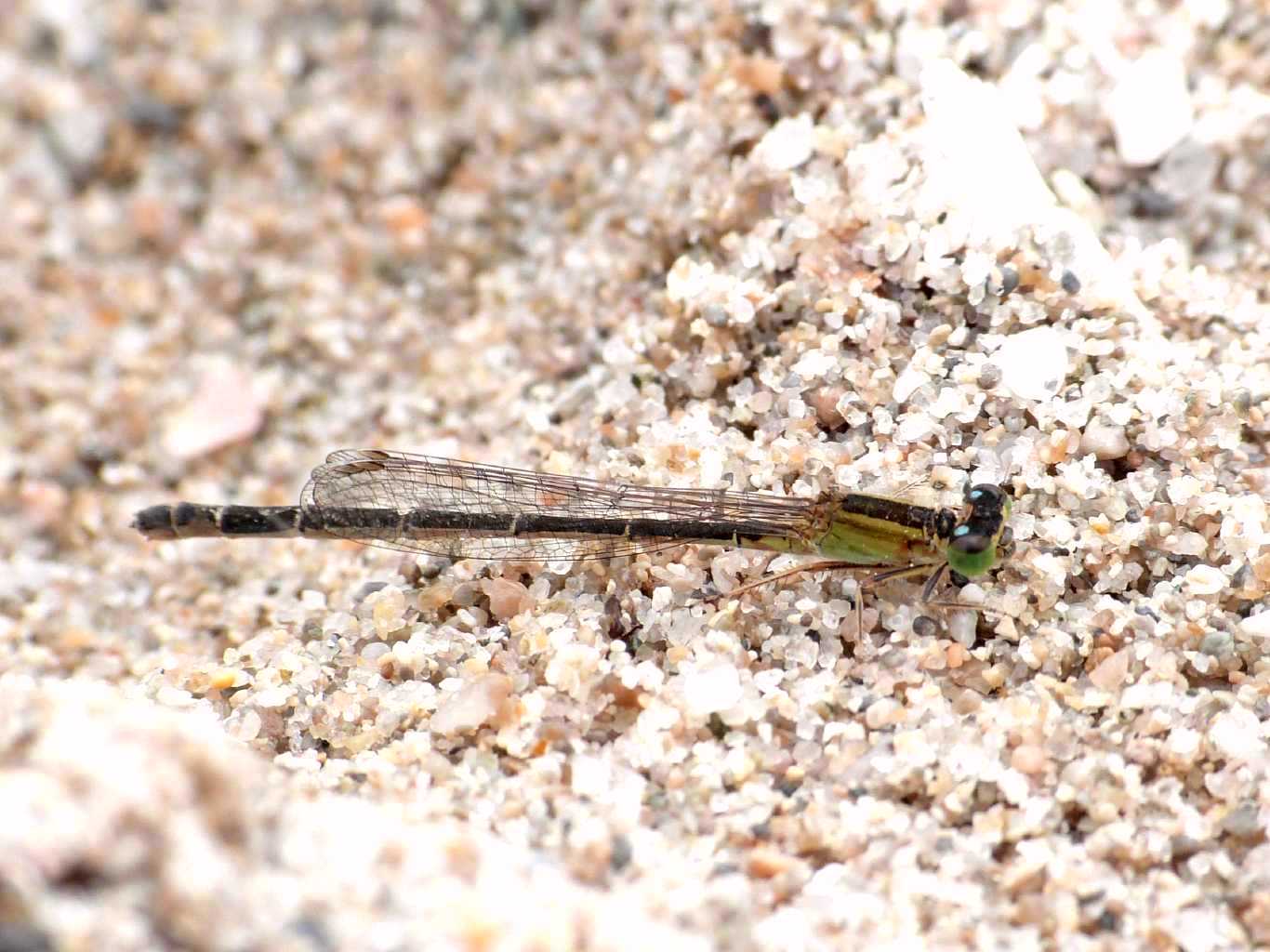 Piccoletto dal volo lento ed esitante: Ischnura genei